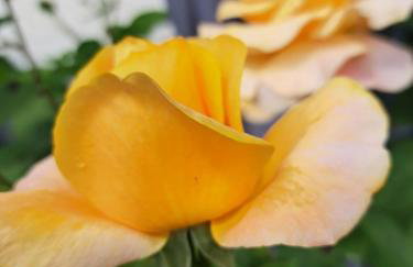 Apartmani Habibi - Foto 40