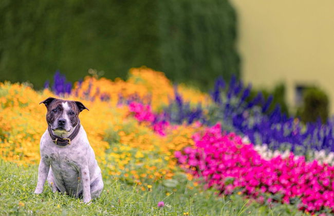 Modern Apartment With Balcony - Foto 18