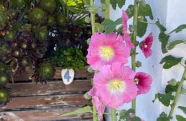 Residence Clos des Aigrettes -Appartements a 30m du Port de La Cotiniere , Ile d Oleron -commerces et plages a pied - Foto 77