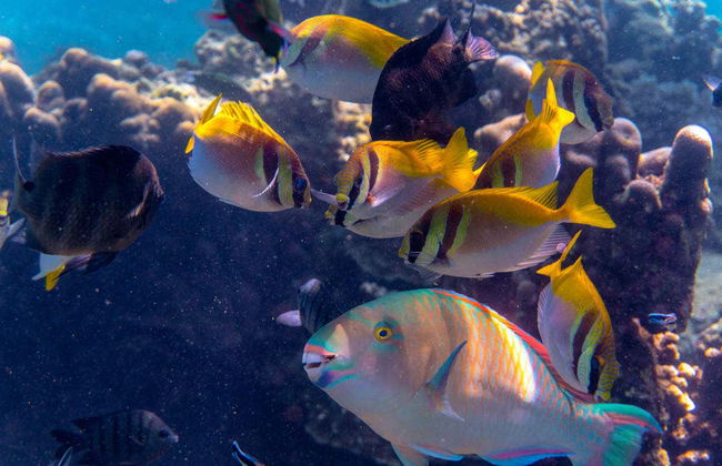 Koh Tao Snorkeling - Foto 3