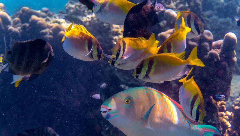 Koh Tao Snorkeling - Photo 3