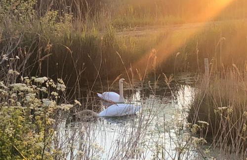 Les Fleurs De Lys, Villa Chic L'enclos Des Lys, Proche de la Mer - Foto 37