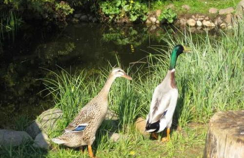 Ferienwohnungen "Christelhof" - Foto 45