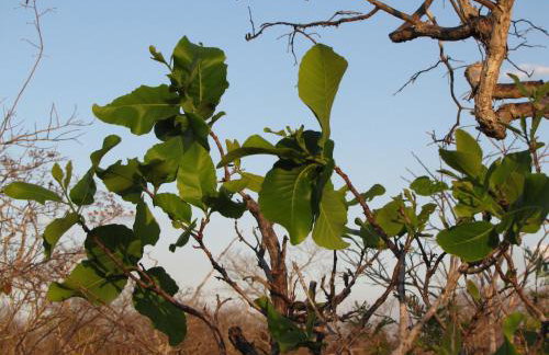 Hotel Fazenda Arara Azul - Foto 11