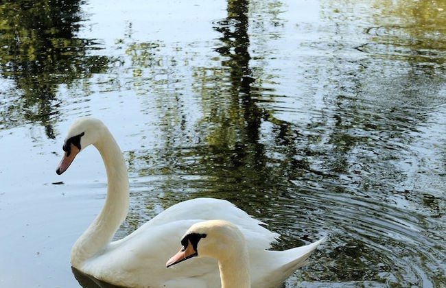 Castello Montegiove - Foto 69