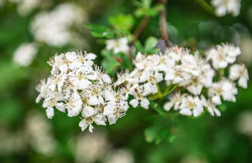 Coachmans Bothy - 50m from the beach - Foto 46