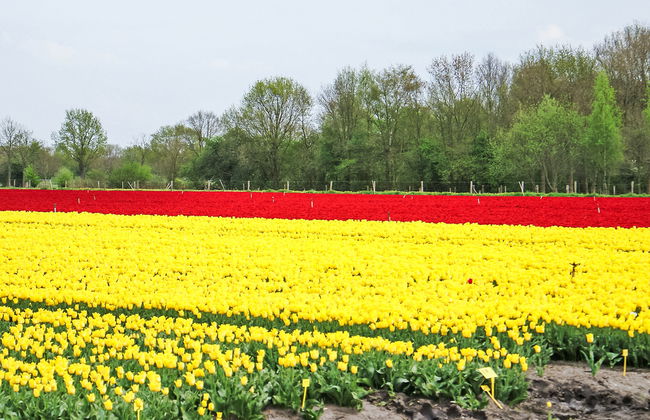 5 bedroom House in Diever with garden and terrace - Photo 27