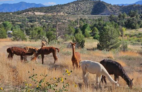 Mountain Farm Stay, Alpacas and Views, Royal Gorge 15min - Foto 59
