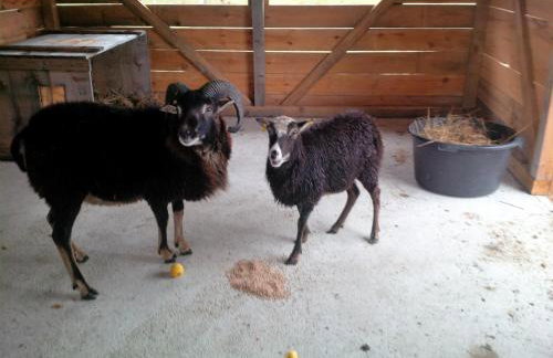 Ferienhof Idyll am kleinen Fließ - Foto 27