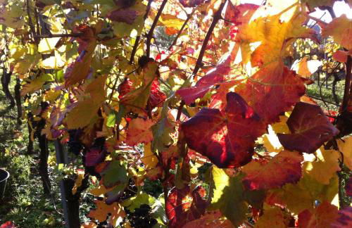 Weingut Schumacher - mit privatem Saunabereich - Foto 43