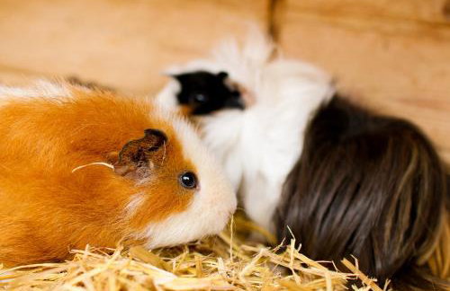 Ferienhof Brunner - Photo 18