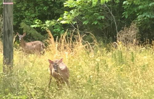 Charming Romantic Lakefront Cottage or Guest Room Depending on Availability Near Golf - Foto 43