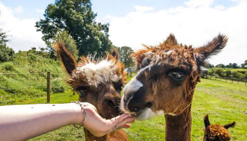 Fferm Fach by Birch Stays - Foto 4