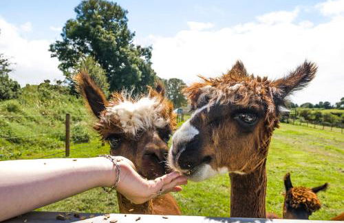 Fferm Fach by Birch Stays - Foto 4