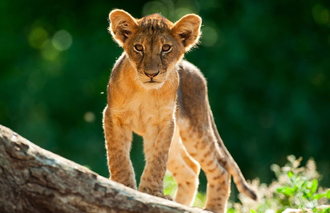 Shalimpo Safari Home - Mashatu Game Reserve - Foto 16