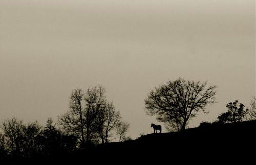 Casa Volpe - Foto 29