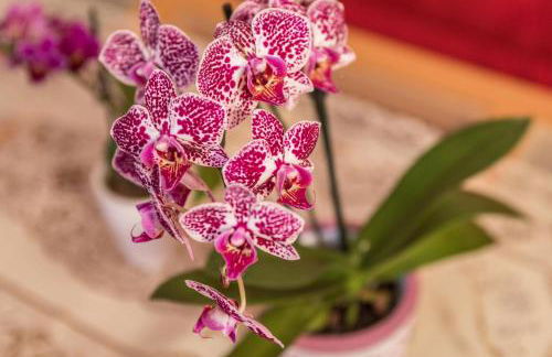 Ferienwohnung Marschall - Foto 6