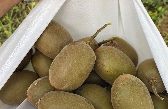 Tenuta Fasanarella - Foto 71