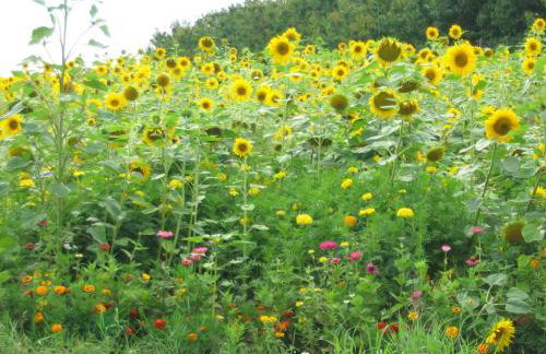 Ferienhaus Villa Korn - Foto 27