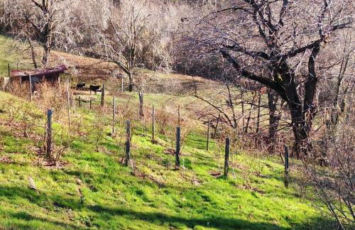 Agriturismo La Collina delle Api - Foto 43