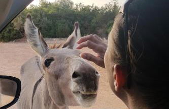 Dommu de Nannai Moro: Appartamento con terrazza - Foto 32