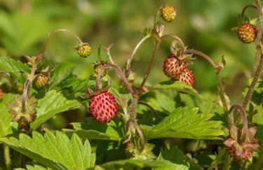 Ferienwohnung Mühl - Familienfreundlich, 2 Schlafzimmer, großes Grundstück, Erzgebirge - Foto 55