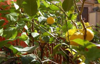 Al Vicoletto - Foto 37