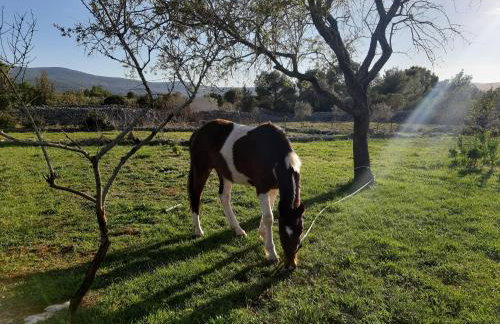 Hvar Mediterranean Ranch House - Foto 71