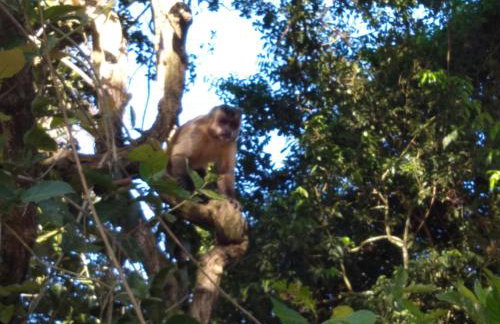 Barco Casa Pantanal Toca da Onça - Photo 18