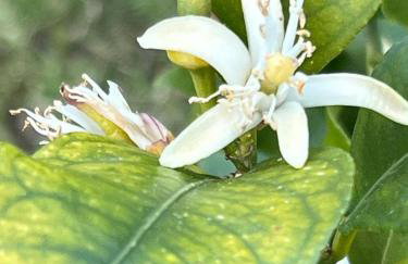 Luxury Villa El Istria with Pool, BBQ, Terrace - Labin-Rabac - Foto 59