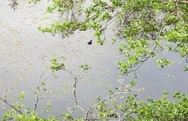 Tawny Owl Pod with Hot Tub - Foto 49