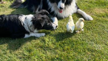 Familienurlaub mit Hund, Wellness & Bauernhoferlebnis im Münsterland - Foto 2