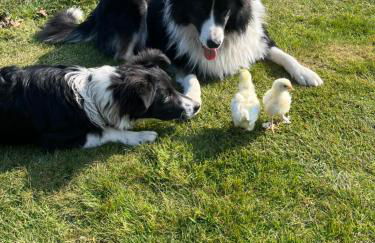 Superior Relax und Wellness Landhaus - Foto 14