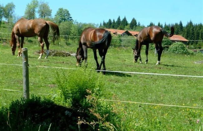 Ferienhaus Mitterdorf - Foto 21