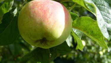 Ferienwohnung Bi Elschen - Foto 2, Garden