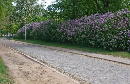 Zimmer und Apartment Rosi - Foto 3