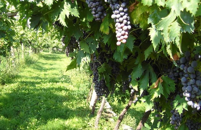 Agriturismo El Crear - Photo 40