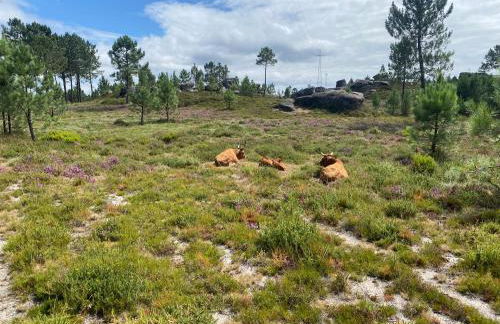 Gerês River - Apartamento na Natureza - Foto 52