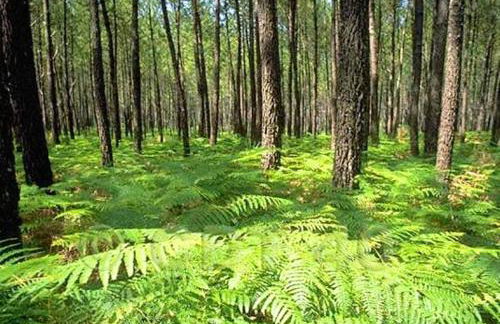 Villa charmante à Saint-Vincent-de-Paul avec piscine privée - Foto 31