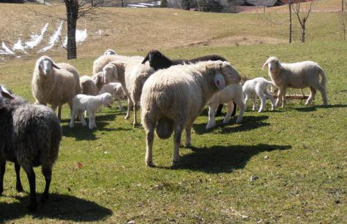 Dammerer Hof inkl. Chiemgaukarte - Foto 6