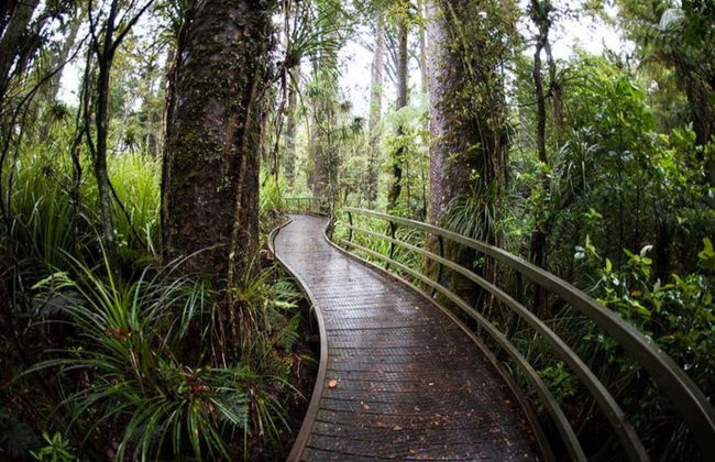 Kawiti Glowworm Caves, Hundertwasser Exhibition Centre & Opua Forest Tour - Photo 6