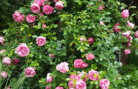 Harzer Auszeit - Foto 17