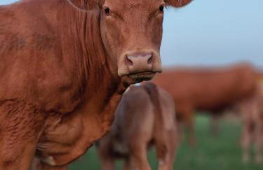 W Szczerym Polu - Foto 35