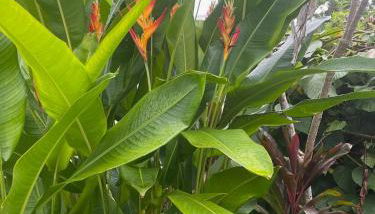 Seaside House and Aloha Bungalow - Foto 5, Garden