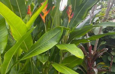 Seaside House and Aloha Bungalow - Foto 5