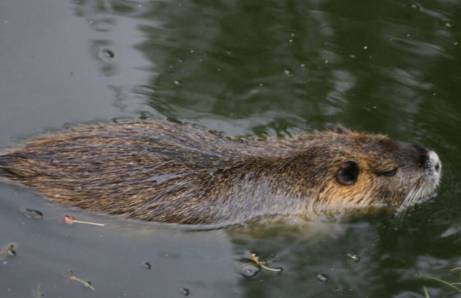 Spreewald Break Modern Retreat - Foto 11