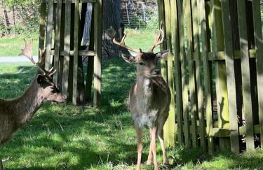Escape by The River & Bushy Park - Foto 18