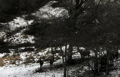 Maison pittoresque à Sainte-Croix-aux-Mines, vue sur la montagne - Foto 76