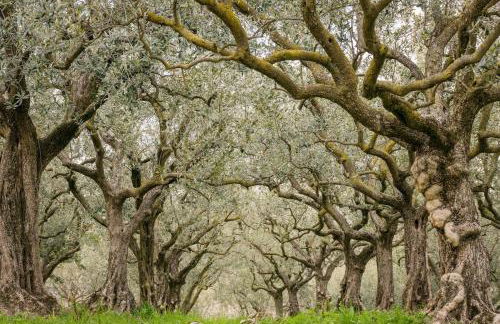 Villa Madamadorè - Foto 27