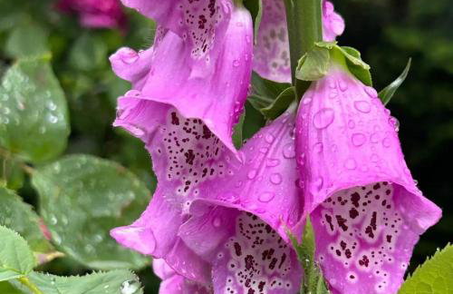 The Captain's House - Photo 24